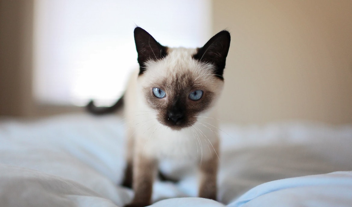 Siamese katt: kattemat og raseportrett